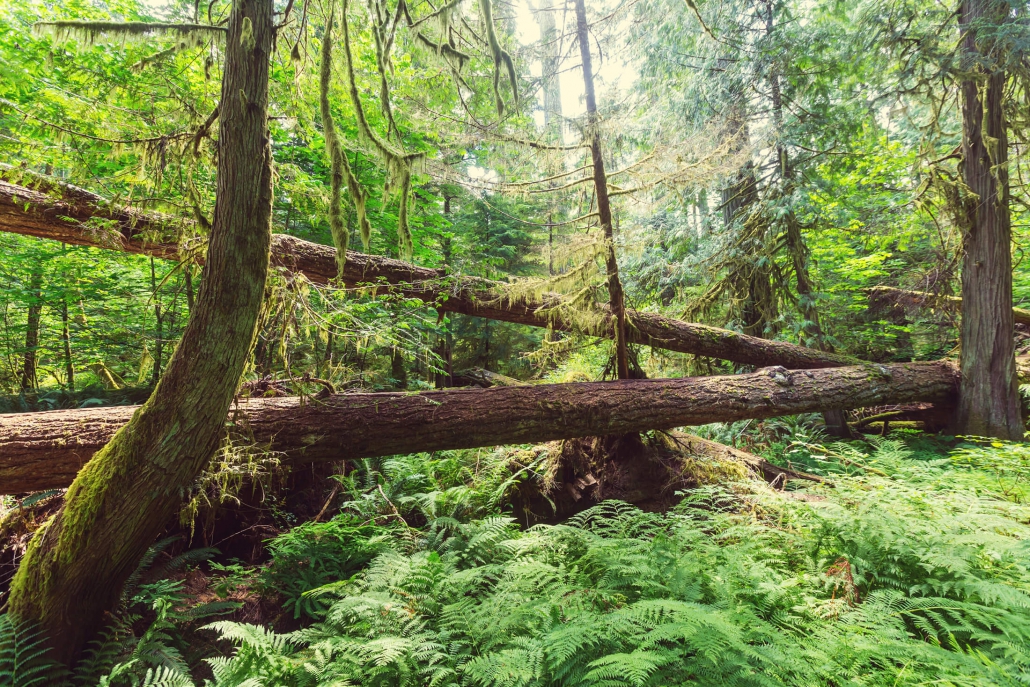 Background image with a forest