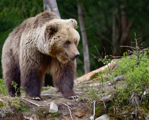 Gran oso pardo en el bosque