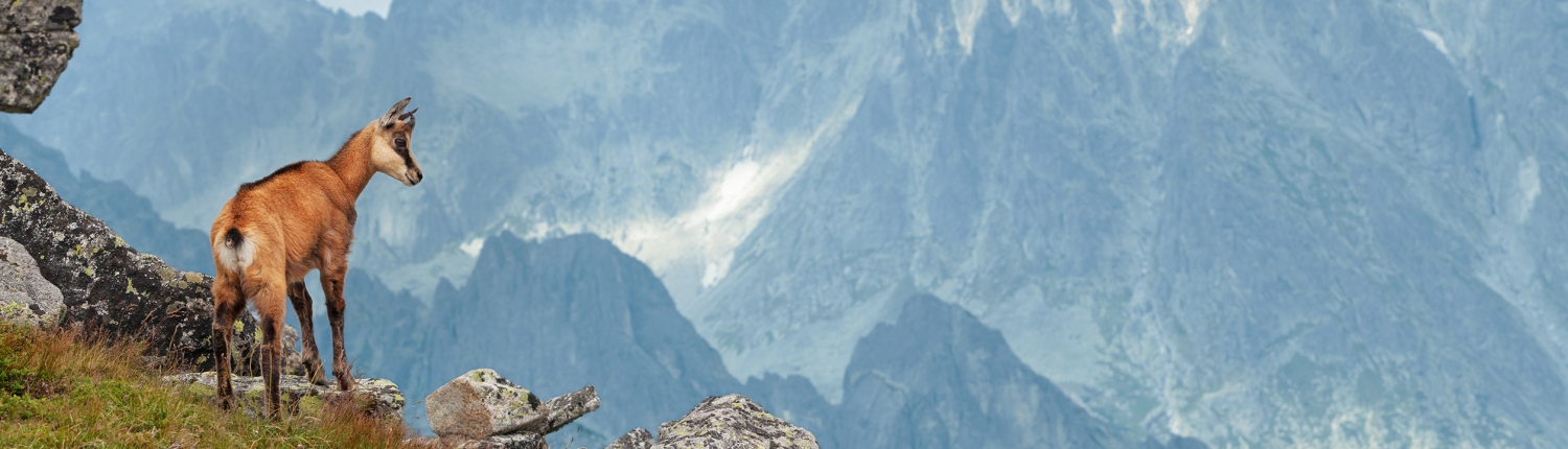 El rebeco, un rey en la montaña