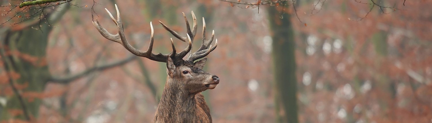 Caza de Cervus Elaphus