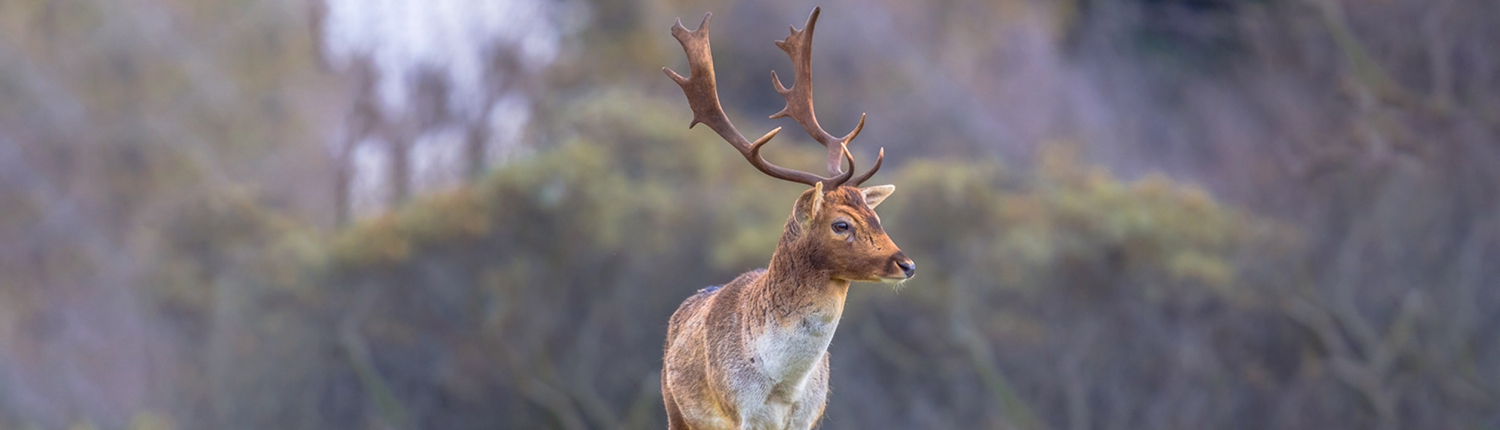 Caza de gamo