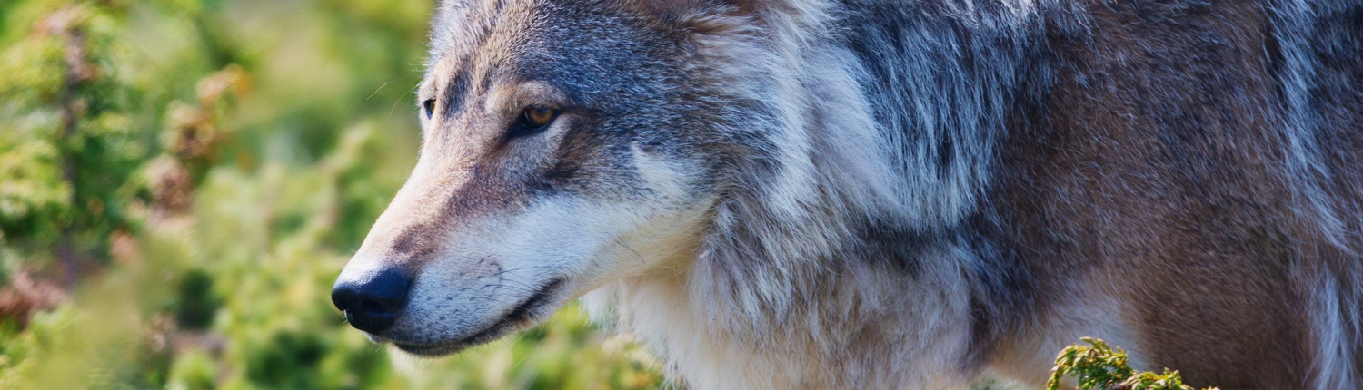 Lobo en el bosque