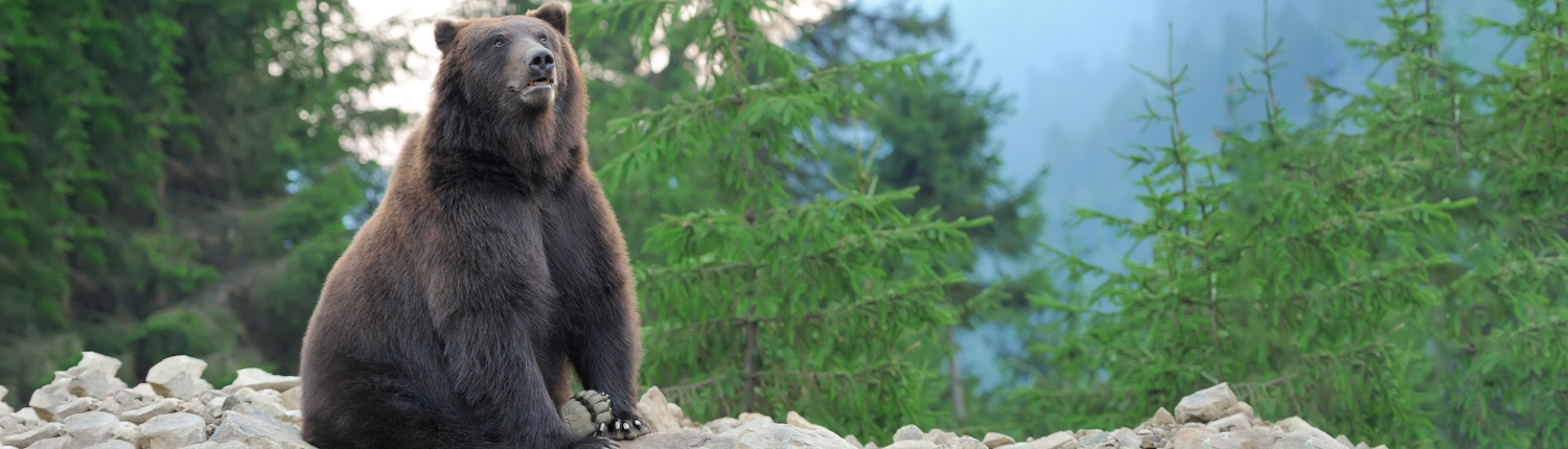 Caza de oso - Ursus Arctos