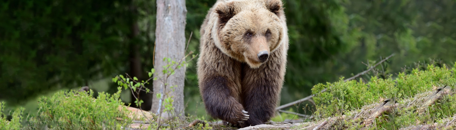 Caza de oso en Rumania